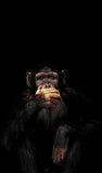 Abstract Monkey Wall Art Canvas